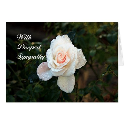 With deepest sympathy rose (pale pink cream) greeting card | Zazzle