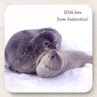 With love from Antarctica! photo of seals, fur sea Beverage Coaster