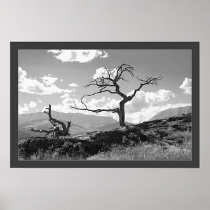 Withered Tree (Bordered) Poster