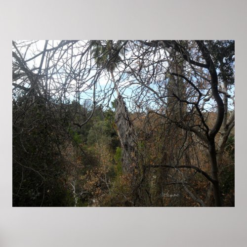 Withered Trees in the Arroyo Seco Trail Poster