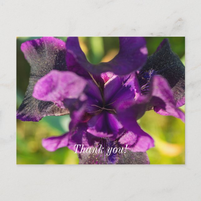 Within An Iris Thank You Postcard (Front)