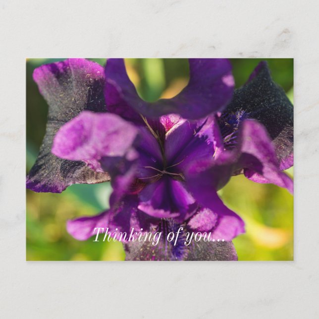 Within An Iris Thinking Of You Postcard (Front)