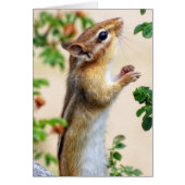 Within Reach - Chipmunk (Front)