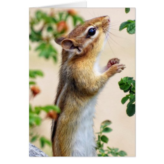 Within Reach - Chipmunk Cards (Front)