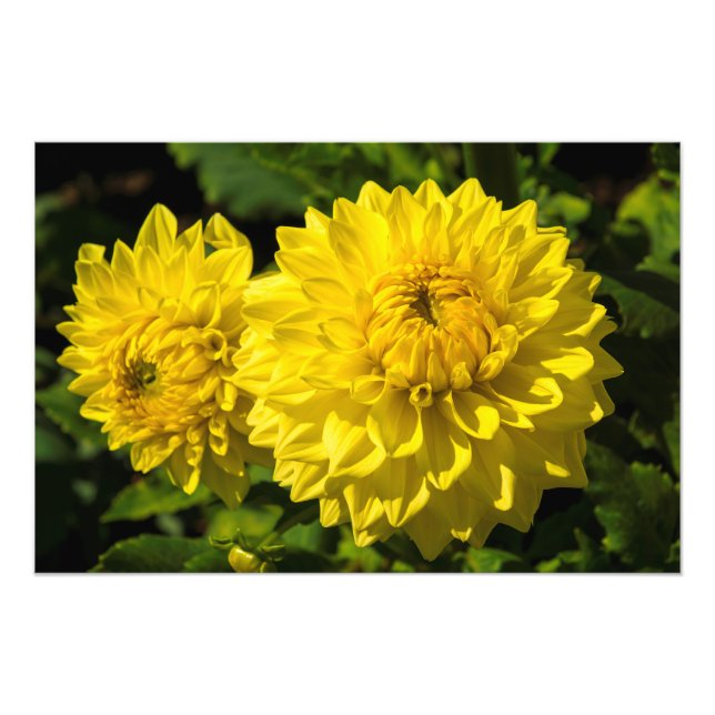 Within The Dahlia Garden 3 Photo Print (Front)