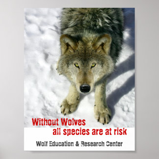 Without Wolves Poster