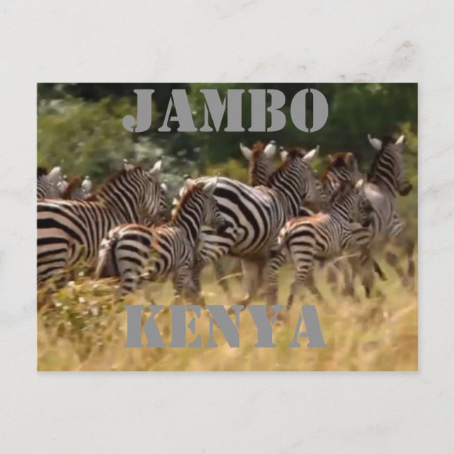 Witness the Wonder: Kenya Zebra Migration Safari   Postcard (Front)