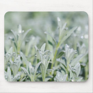 witte graas mouse pad