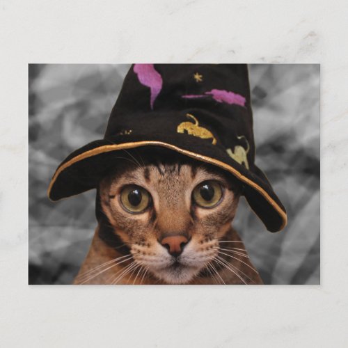 Wizard Kitty Postcard