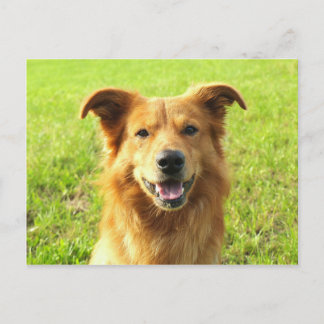 WJ dog design Postcard