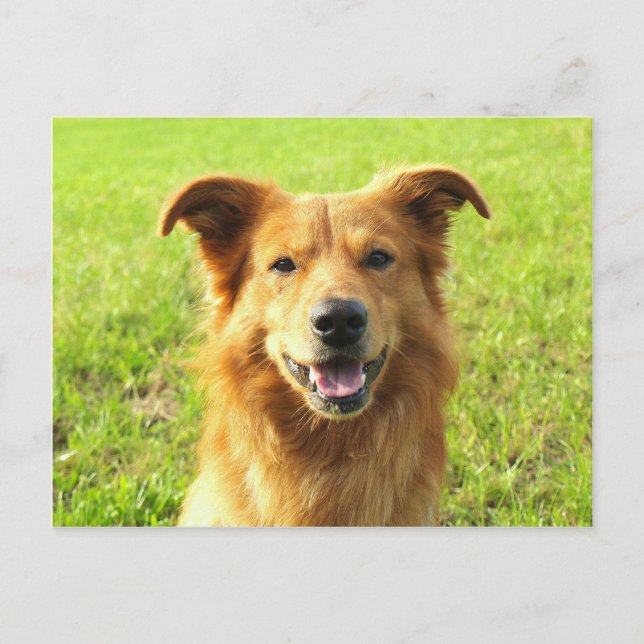 WJ dog design Postcard (Front)