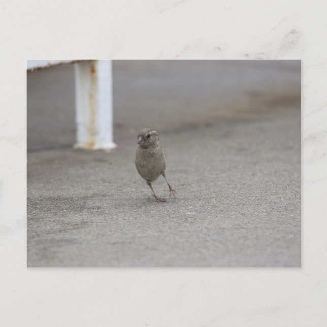 Woah Sparrow! Postcard (Front)