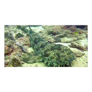 Wobbegong Shark Card