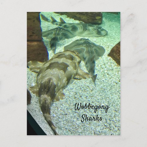 Wobbegong Sharks Postcard