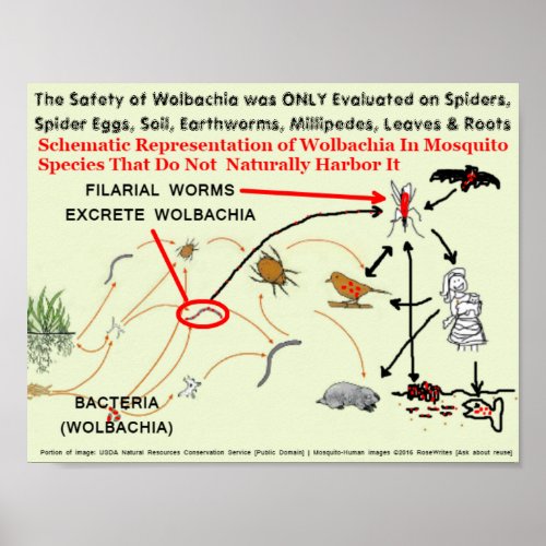 Wolbachia_Infected Mosquito Risks by RoseWrites Poster