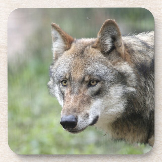 Wolf 001 beverage coaster (Front)