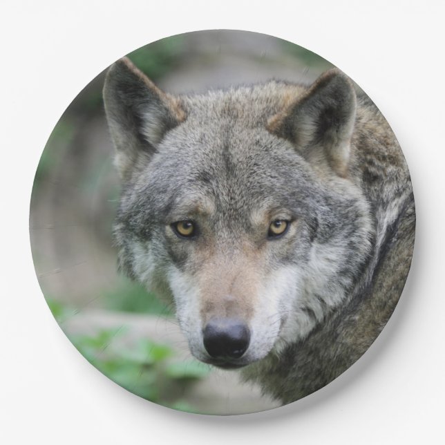 Wolf_011 Paper Plates (Front)