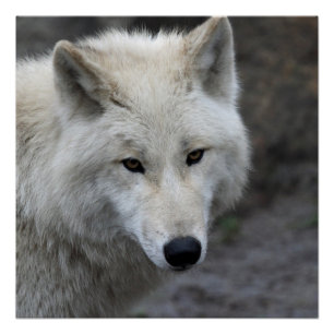 Wolf_015 Poster