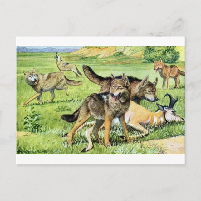 wolf and coyote postcard (Front)