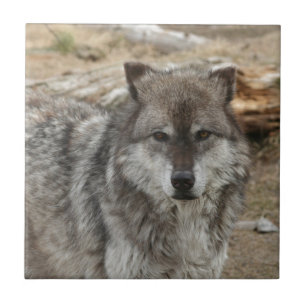 wolf animal face eyes canine forest zoo park ceramic tile