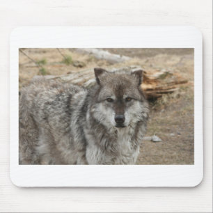 wolf animal face eyes canine forest zoo park mouse pad
