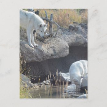 Wolf Animals Peace Love Nature Park Wolves Destiny Postcard by Honeysuckle_Sweet at Zazzle