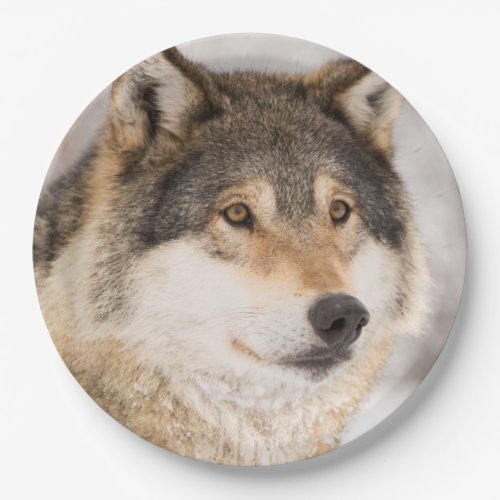 Wolf birthday boy paper plates