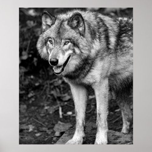 Wolf Black White Cabin Style Modern Photo Poster