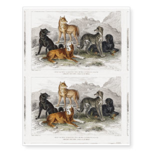 Wolf, Black Wolf of North America, Greyhound Temporary Tattoos