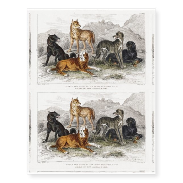 Wolf, Black Wolf of North America, Greyhound Temporary Tattoos (Front)