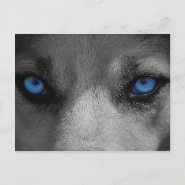 Wolf Blue Eyes Gothic Fantasy Postcard (Front)