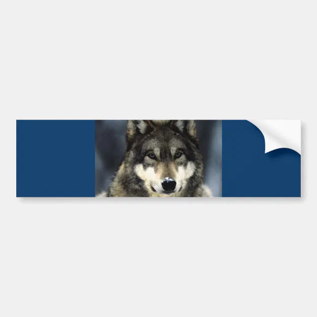 Wolf Bumper Sticker Zazzle