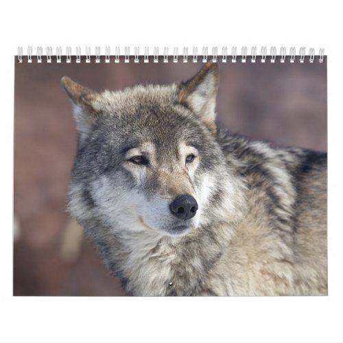 wolf calendar