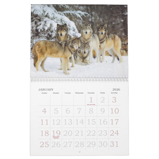 Wolf Calender Calendar (Jan 2026)