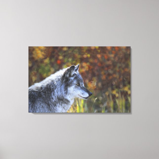 Wolf (Canis Lupus) 2 Canvas Print (Front)