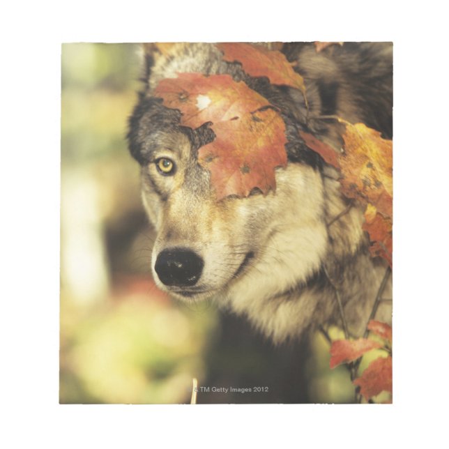 Wolf (Canis lupus) | Autumn Color Notepad (Front)