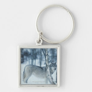 Wolf (Canis lupus) during Winter Keychain