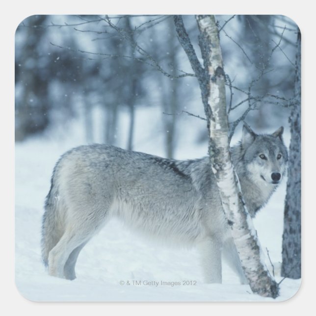 Wolf (Canis lupus) during Winter Square Sticker (Front)