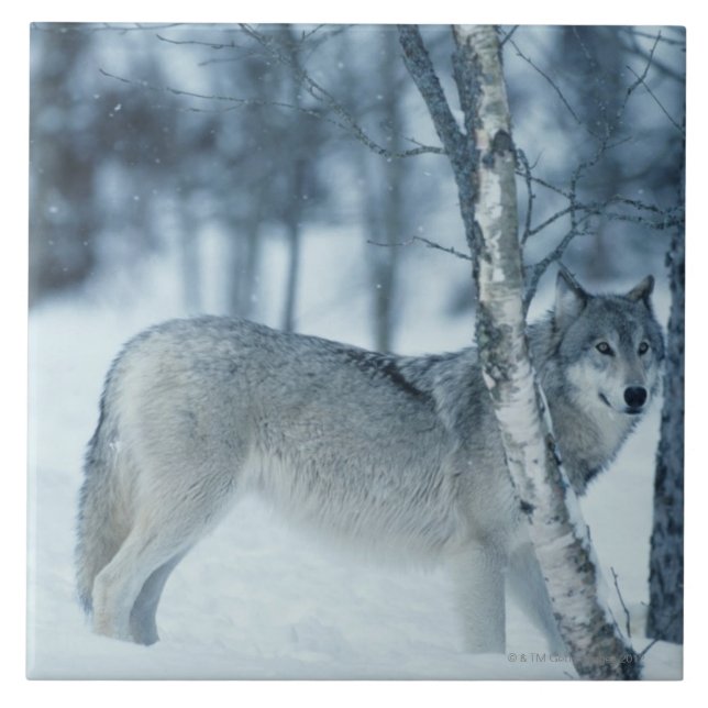 Wolf (Canis lupus) during Winter Tile (Front)