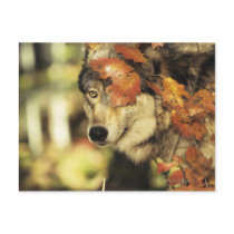 Wolf (Canis lupus), headshot, with Autumn color, Postcard