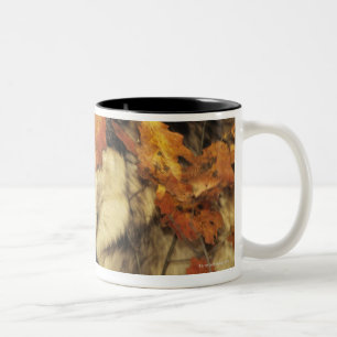 Wolf (Canis lupus), headshot, with Autumn color, Two-Tone Coffee Mug