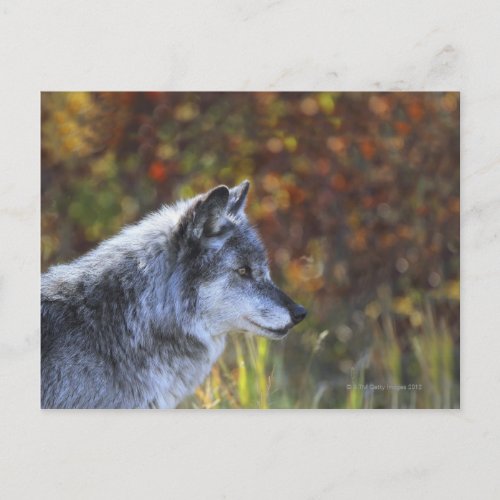 Wolf Canis Lupus Postcard