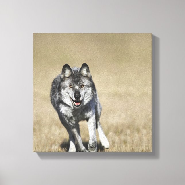 Wolf (Canis Lupus) Running Towards Camera Canvas Print (Front)