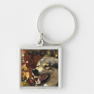Wolf (Canis lupus) snarling, headshot, with Keychain