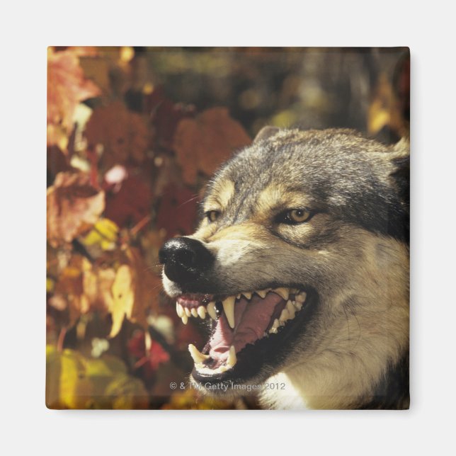Wolf (Canis lupus) snarling, headshot, with Magnet (Front)