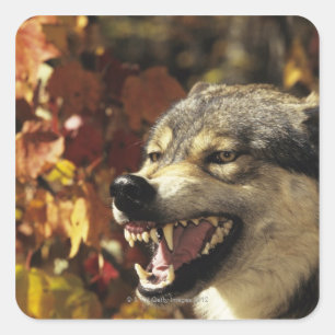 Wolf (Canis lupus) snarling, headshot, with Square Sticker