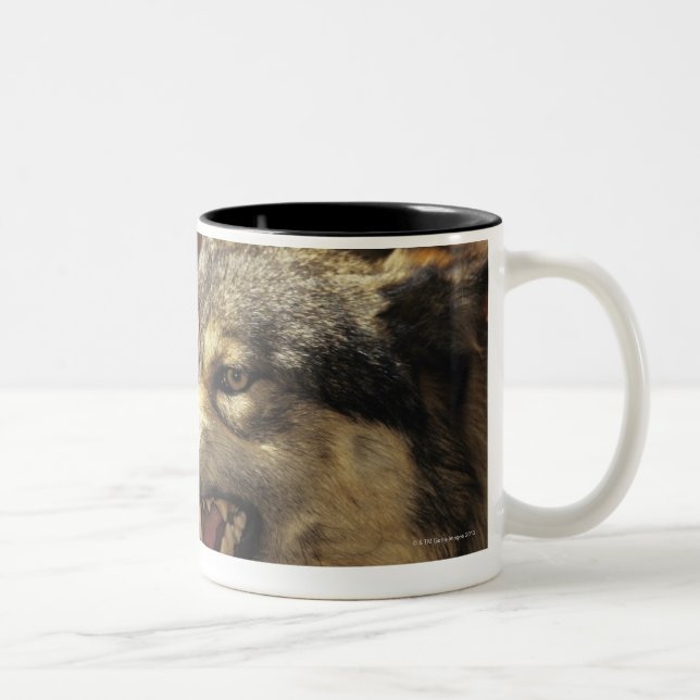 Wolf (Canis lupus) snarling, headshot, with Two-Tone Coffee Mug (Right)