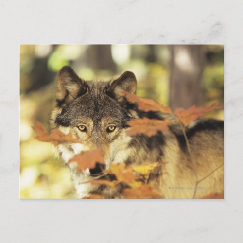 Wolf Canis lupus with autumn color Canada Postcard