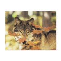 Wolf (Canis lupus) with autumn color, Canada Postcard