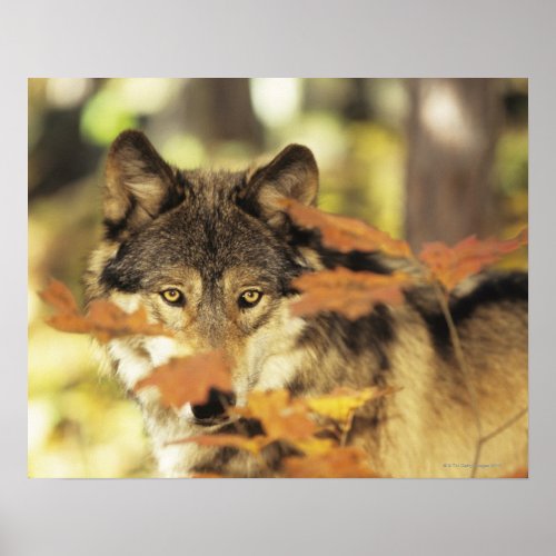 Wolf Canis lupus with autumn color Canada Poster